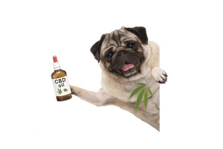best cbd oil for pets review
